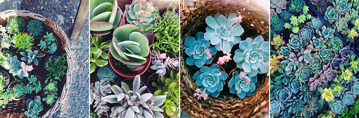 Dig: Pots and Plants